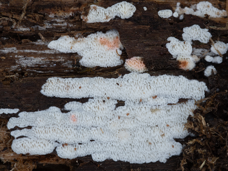 Rigidoporus saguinolentus